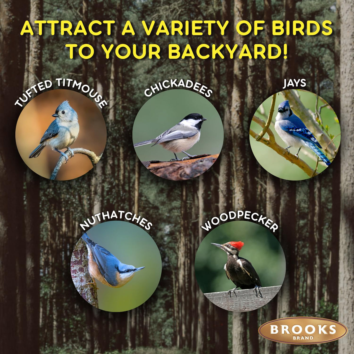 Nut and Berry Bird Seed S532