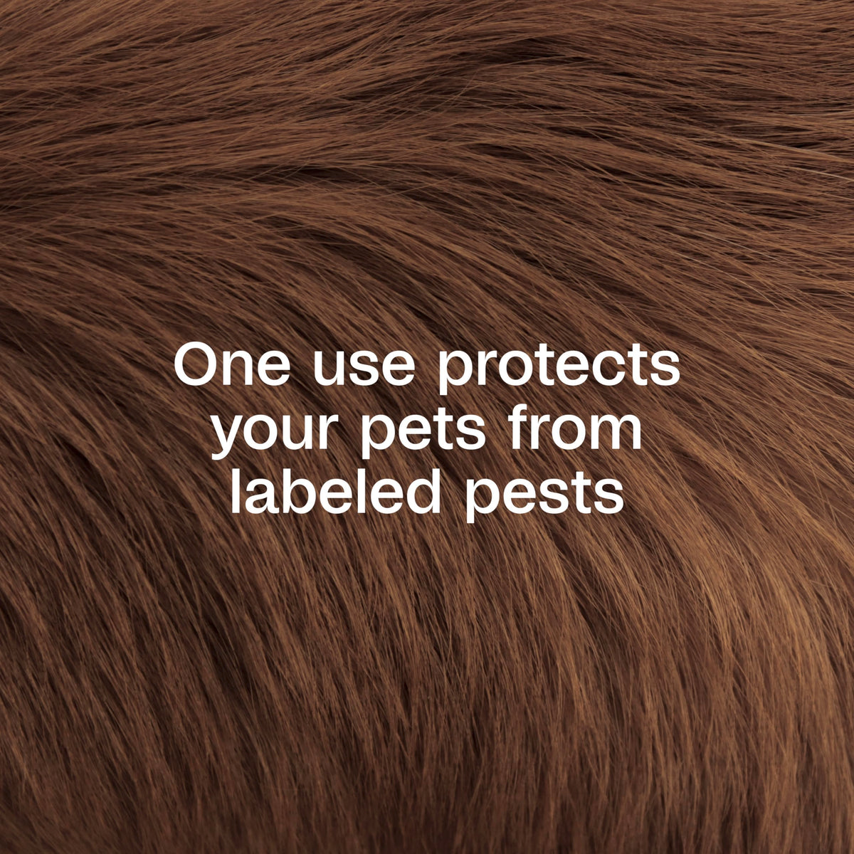 Plus Pyrethrin Flea Dip For Dogs and Cats 4 Fl oz T15702